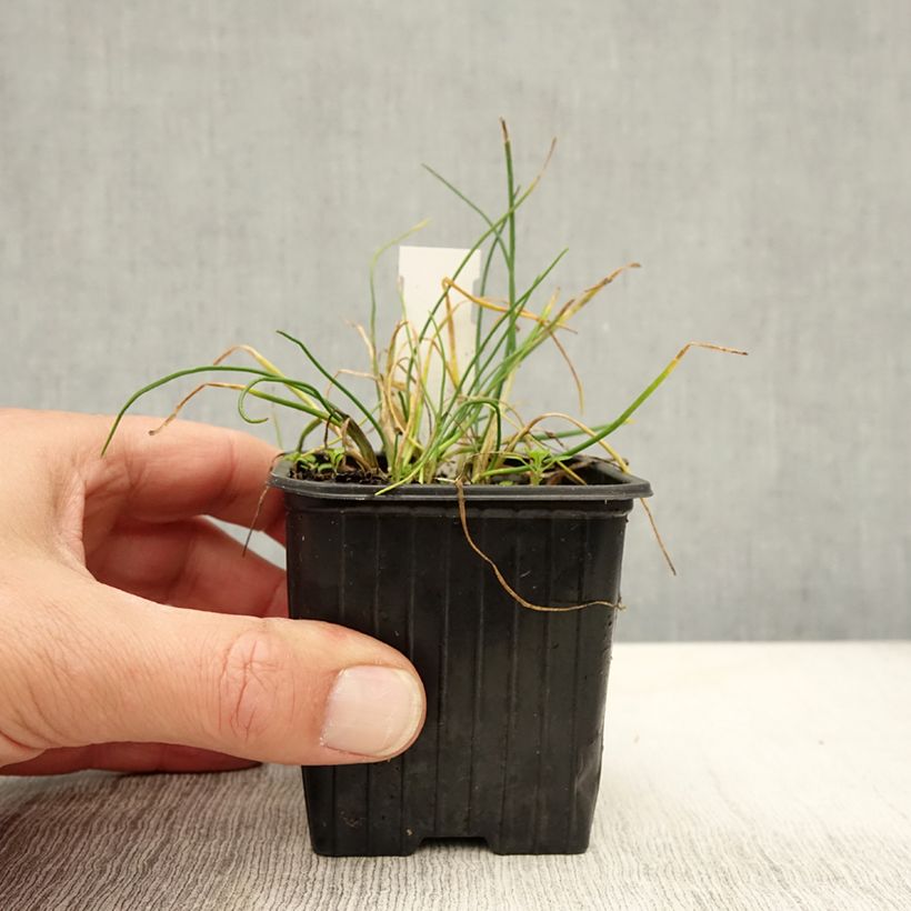 Allium schoenoprasum Corsican White 8/9 cm pot sample as delivered in autumn