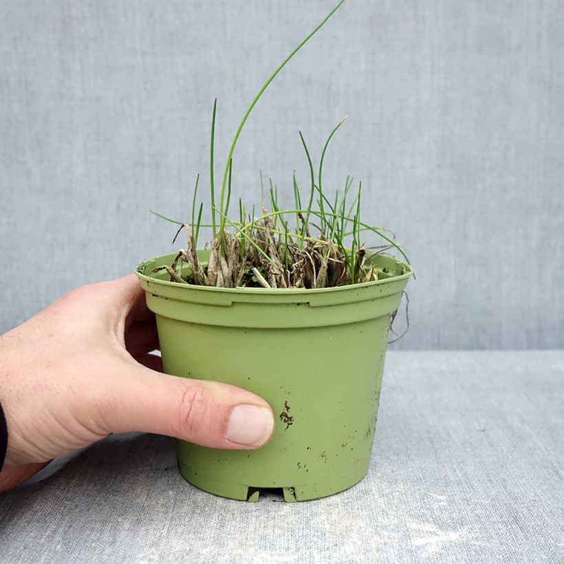 Organic Chives plants - Allium schoenoprasum 10cm/11cm pot sample as delivered in winter