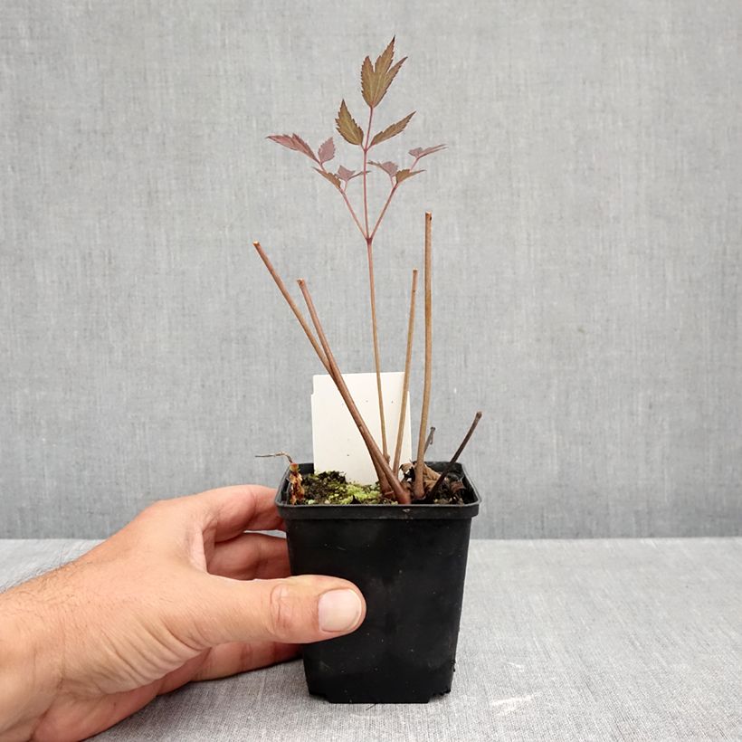 Actaea Queen of Sheba 8/9 cm pot sample as delivered in autumn