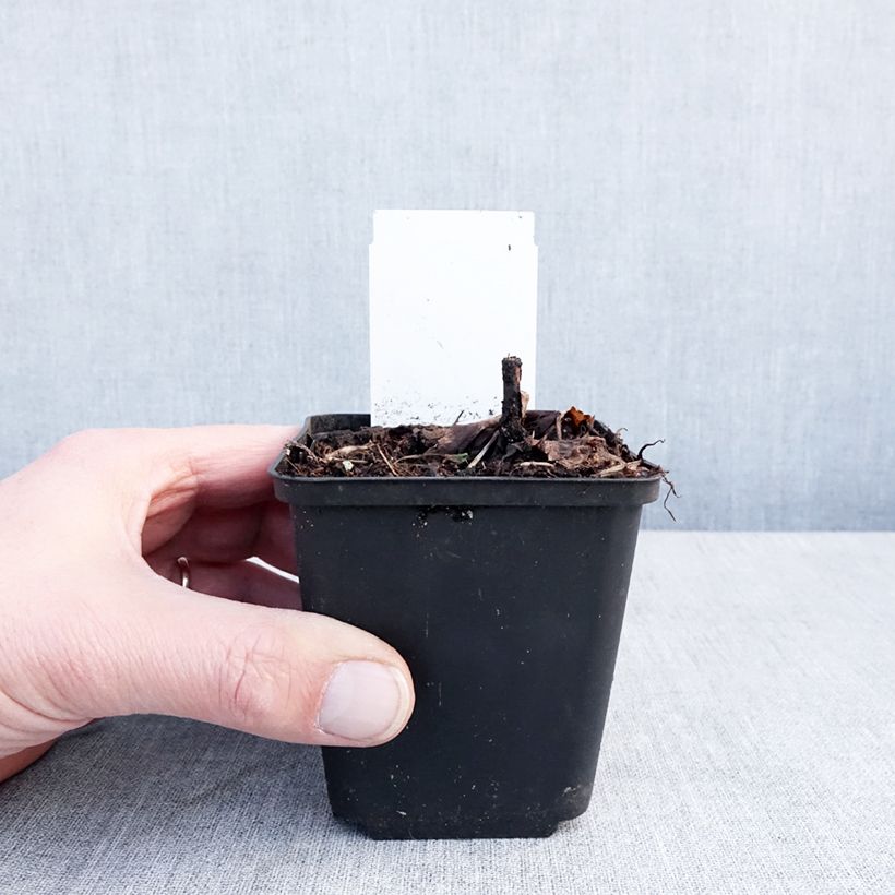 Actaea Queen of Sheba 8/9 cm pot sample as delivered in winter