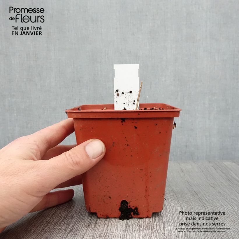 Cimicifuga White Pearl 1.5L/2L pot sample as delivered in winter