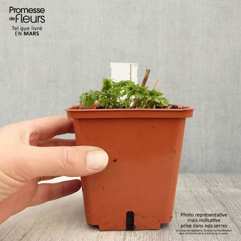 Cimicifuga White Pearl 1.5L/2L pot sample as delivered in spring