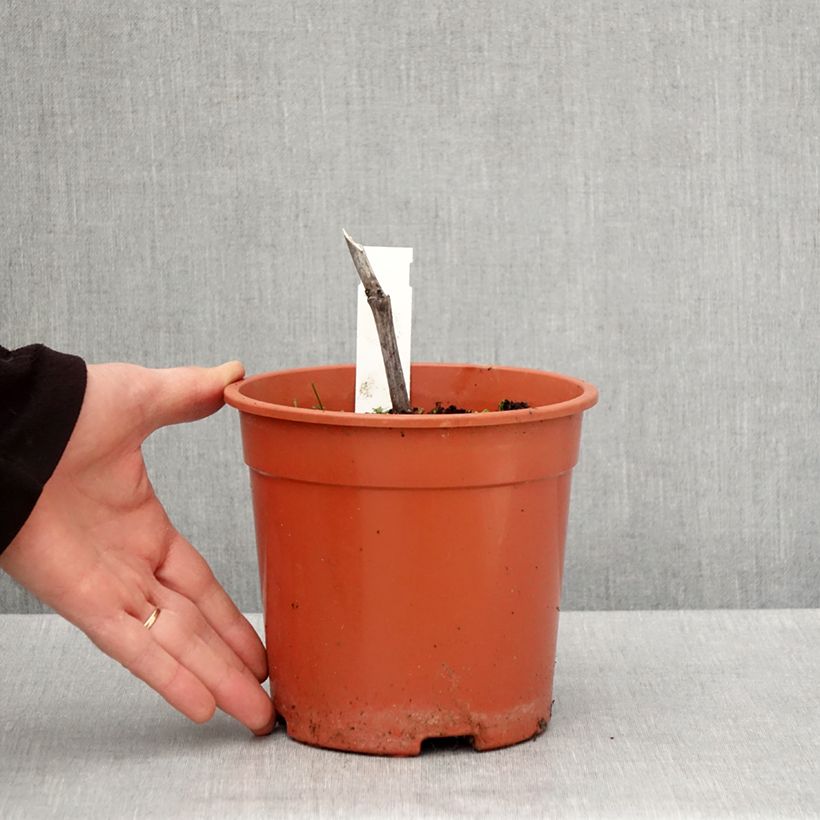 Actaea simplex Chocoholic 2L/3L pot sample as delivered in spring