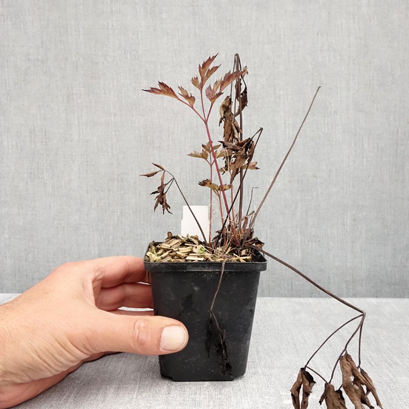 Actea simplex Black Negligee 8/9 cm pot sample as delivered in autumn