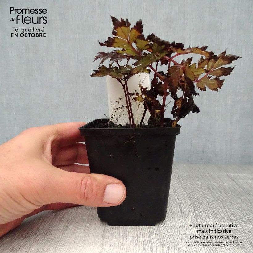 Actaea simplex Pink Spike 8/9 cm pot sample as delivered in autumn
