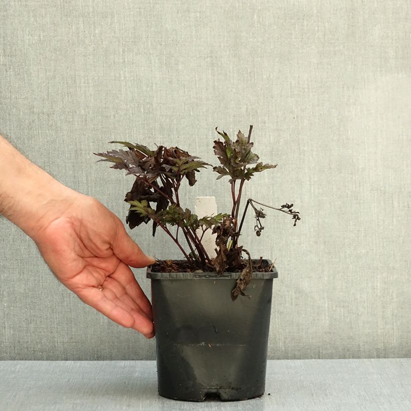 Actaea simplex Pink Spike 2L/3L pot sample as delivered in autumn