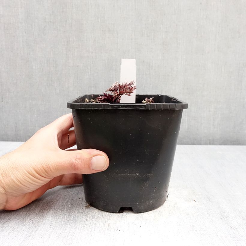 Actaea simplex Pink Spike 2L/3L pot sample as delivered in spring