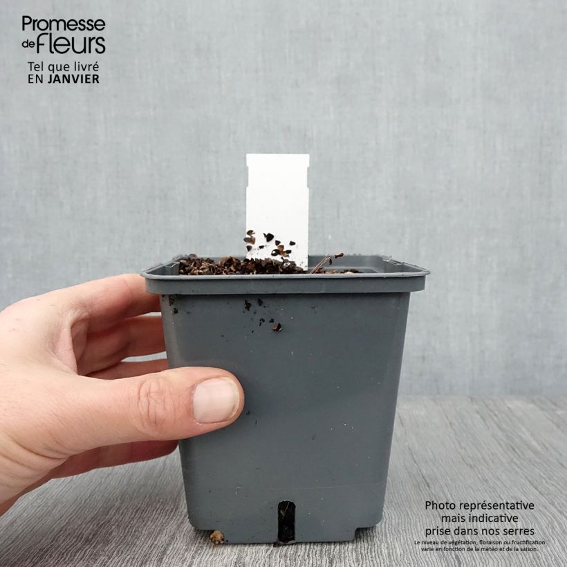 Actaea simplex Carbonella 1L/1.5L pot sample as delivered in winter