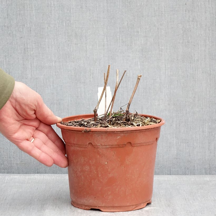 Cimicifuga racemosa 2L/3L pot sample as delivered in winter