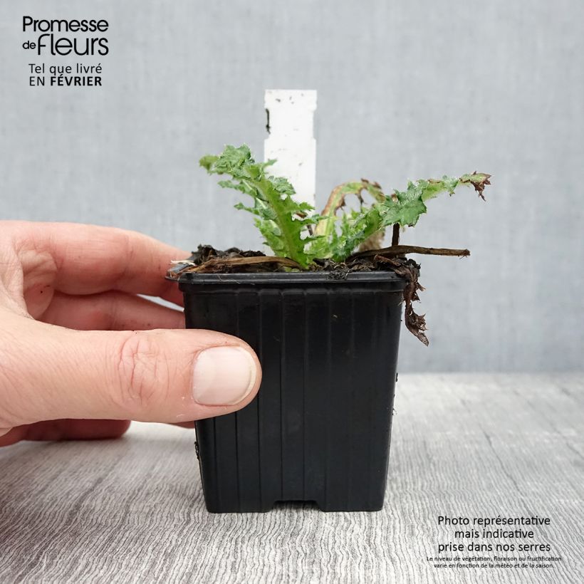 Cirsium japonicum Rose Beauty - Japanese Thistl 8/9 cm pot sample as delivered in winter