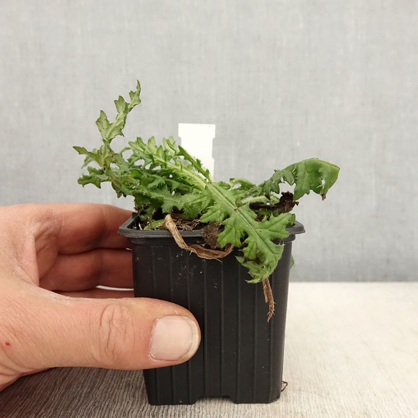 Cirsium japonicum Rose Beauty - Japanese Thistl 8/9 cm pot sample as delivered in spring