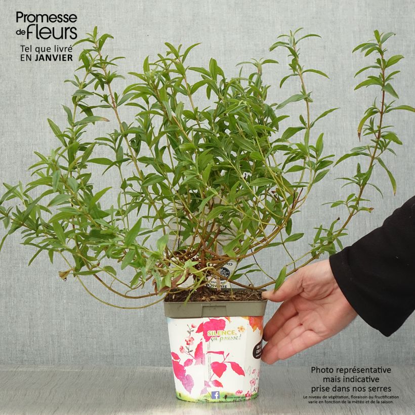 Cistus lusitanicus Decumbens - Rockrose 2L/3L pot sample as delivered in winter