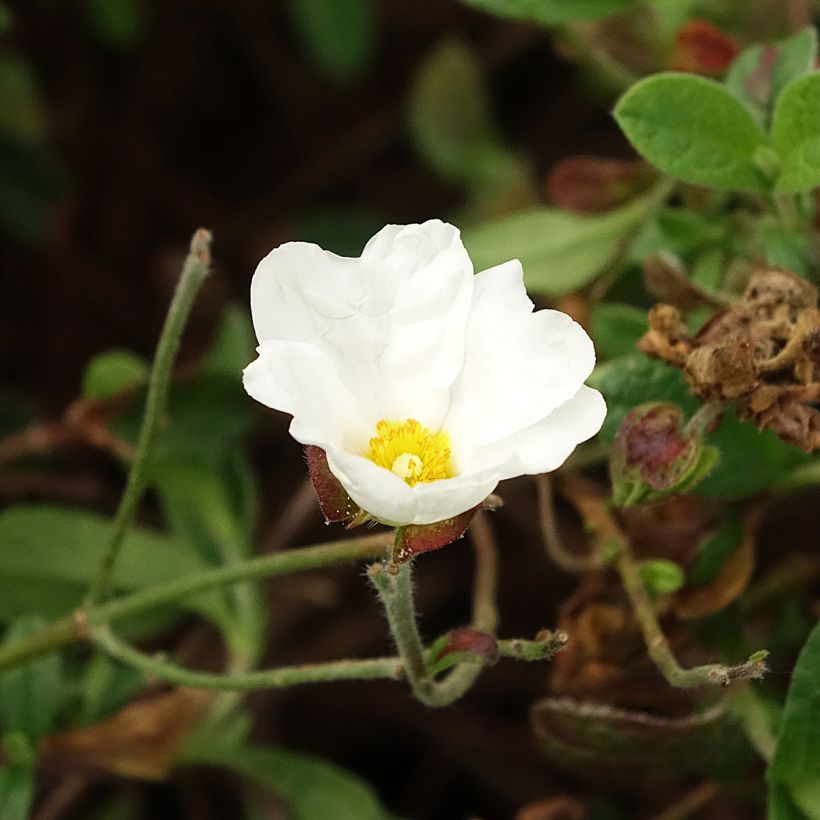 Cistus obtusifolius - Rockrose (Flowering)