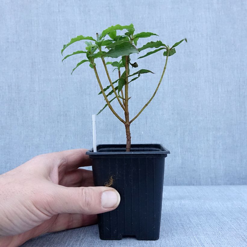 Cistus aguilarii Maculatus 8/9 cm pot sample as delivered in winter