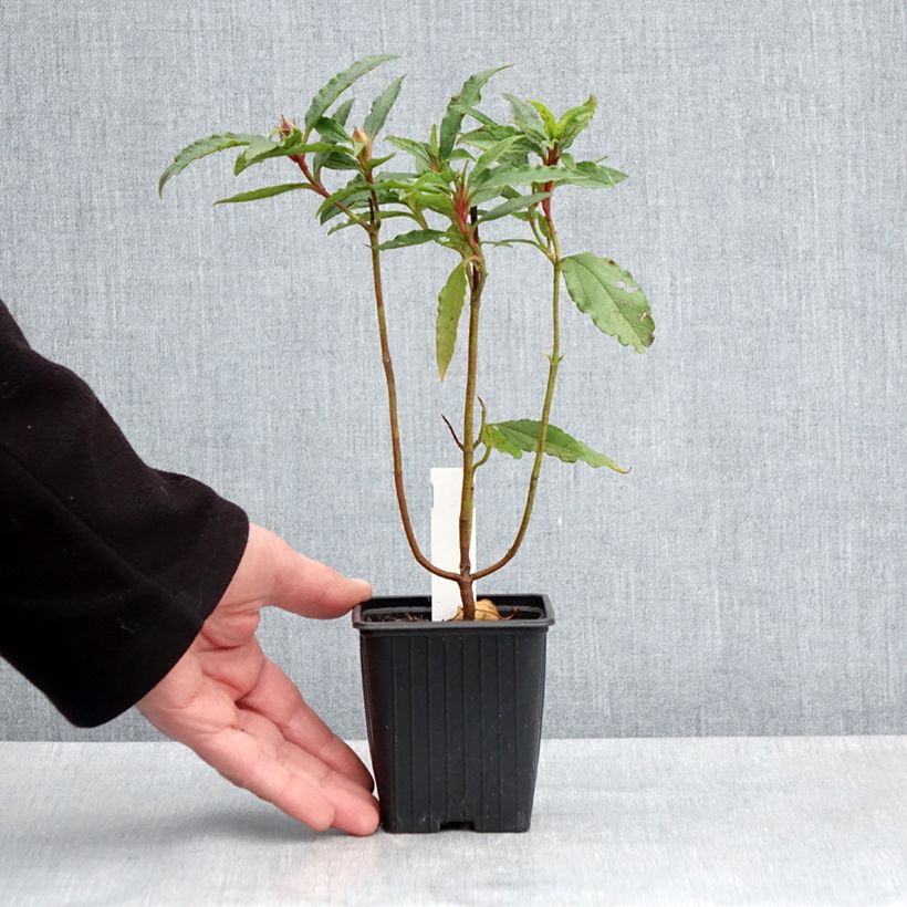 Cistus aguilarii Maculatus 8/9 cm pot sample as delivered in spring