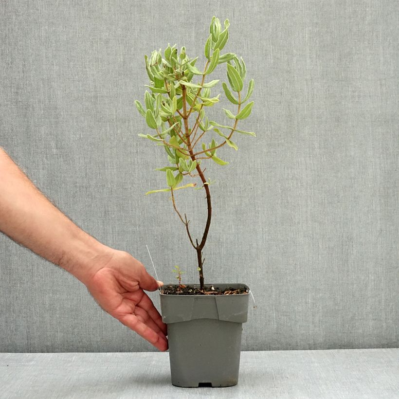 Cistus albidus  2L/3L pot sample as delivered in summer