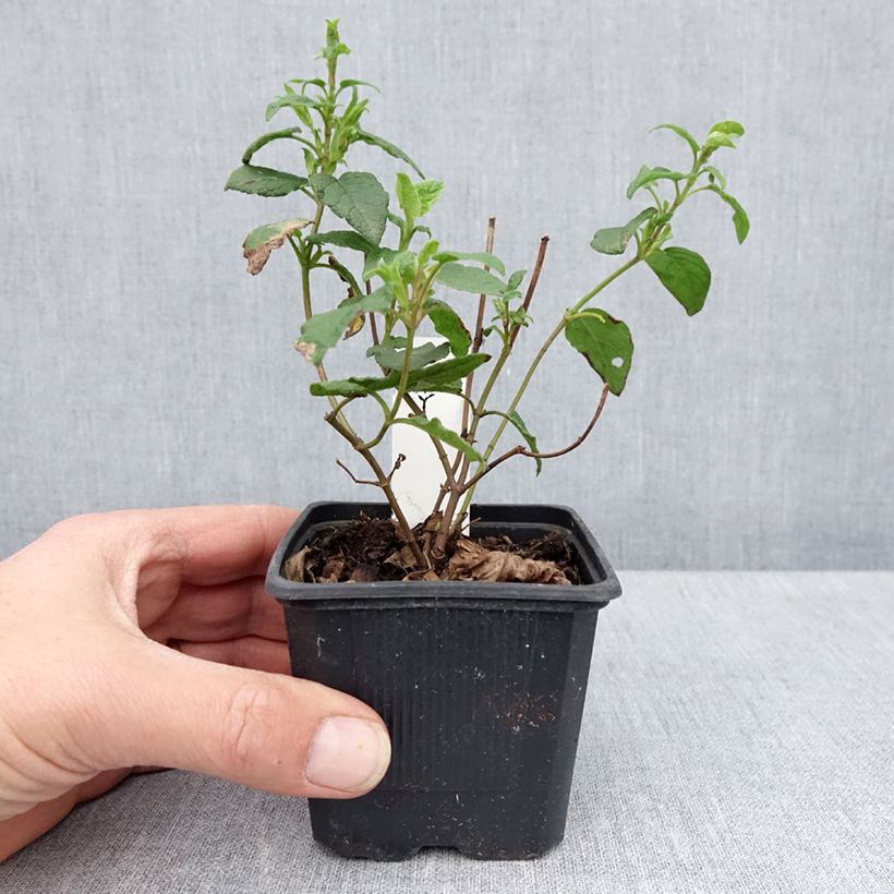 Cistus x corbariensis - Rockrose 8/9 cm pot sample as delivered in spring