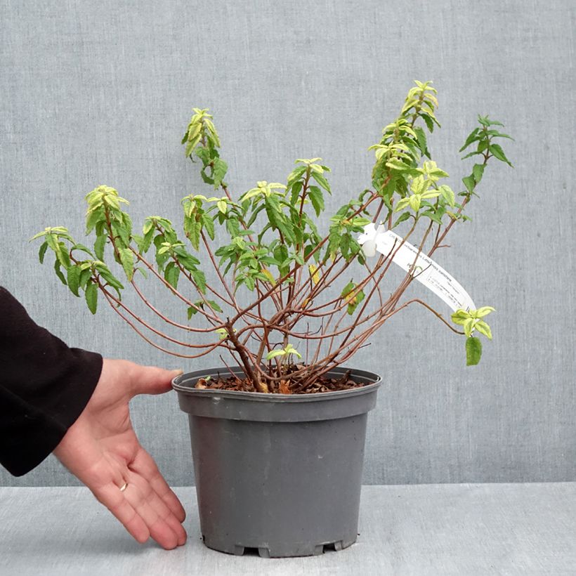 Cistus Little Miss Sunshine - Rockrose 3L/4L pot sample as delivered in autumn