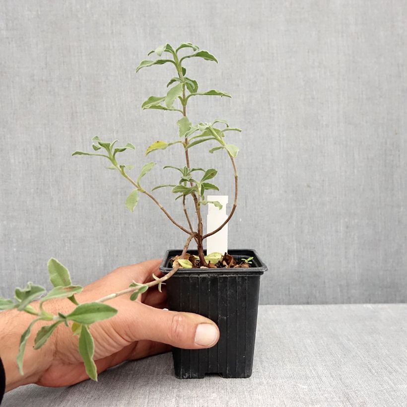 Cistus Grayswood Pink 8/9 cm pot sample as delivered in autumn