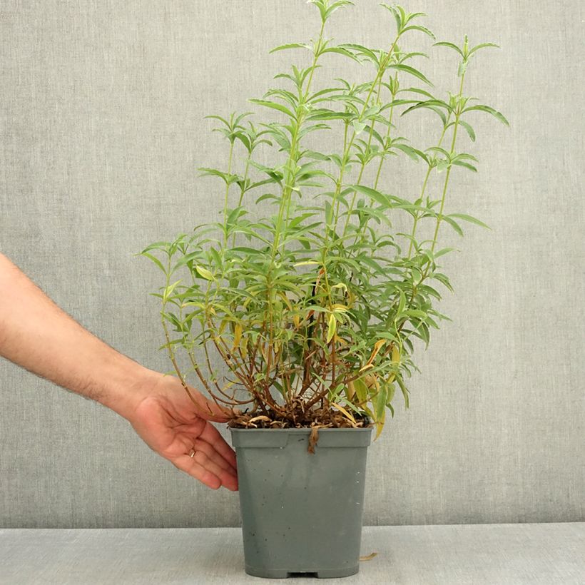 Cistus x purpureus - Rockrose 4L/5L pot sample as delivered in summer