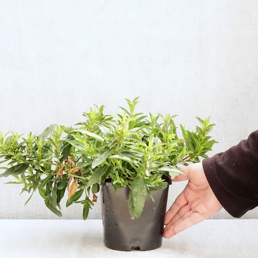 Cistus x dansereaui Jenkyn Place - Rock rose 1.5L/2L pot sample as delivered in spring