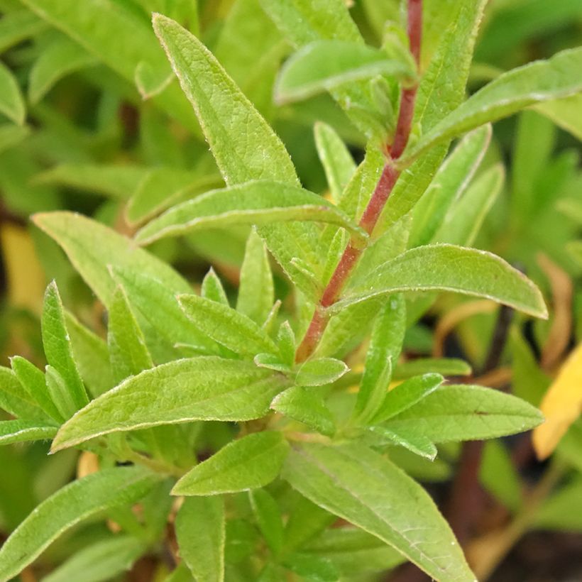 Cistus x dansereaui Jenkyn Place - Rock rose (Foliage)