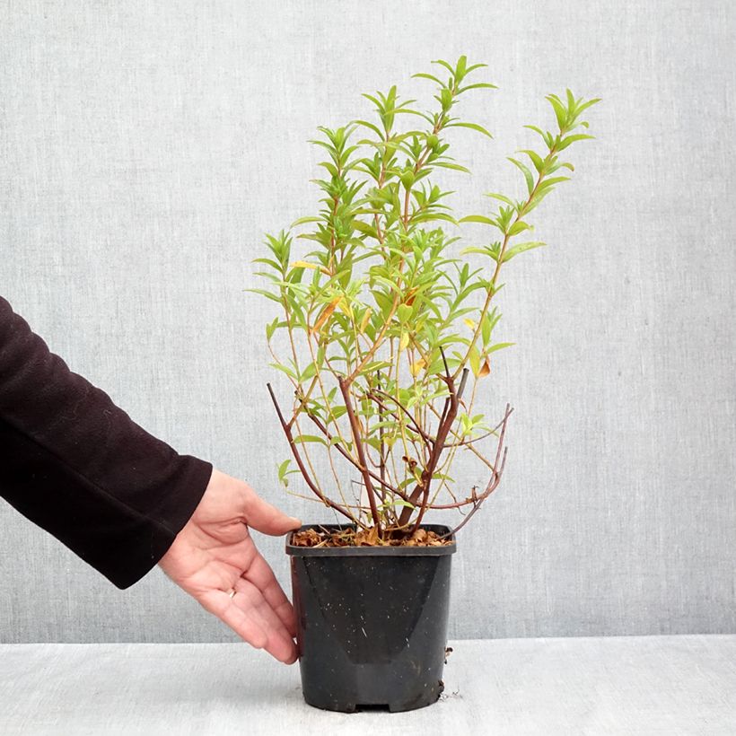 Cistus x dansereaui Jenkyn Place - Rock rose 1.5L/2L pot sample as delivered in autumn