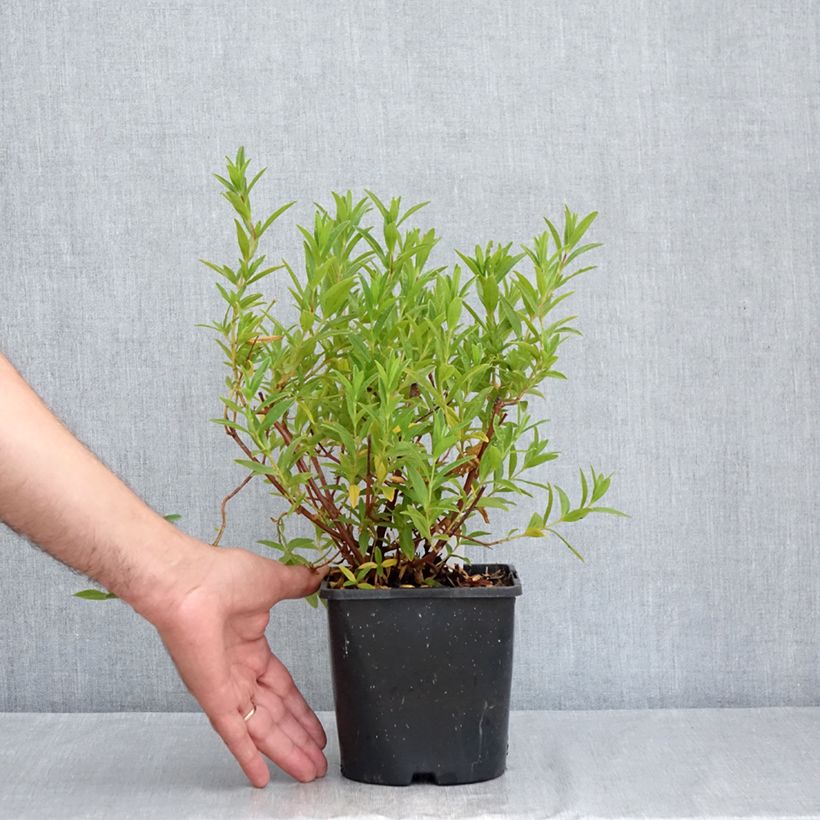 Cistus x dansereaui Jenkyn Place - Rock rose 1L/1.5L pot sample as delivered in summer