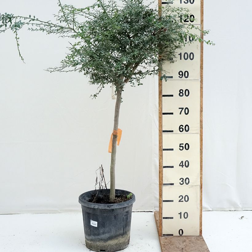 Finger Lime - Microcitrus australasica 18L/20L pot, Half standard sample as delivered in winter