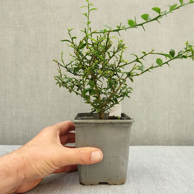 Finger Lime Caviar Rose (pink) - Microcitrus australasica 8/9 cm pot, Bush sample as delivered in summer