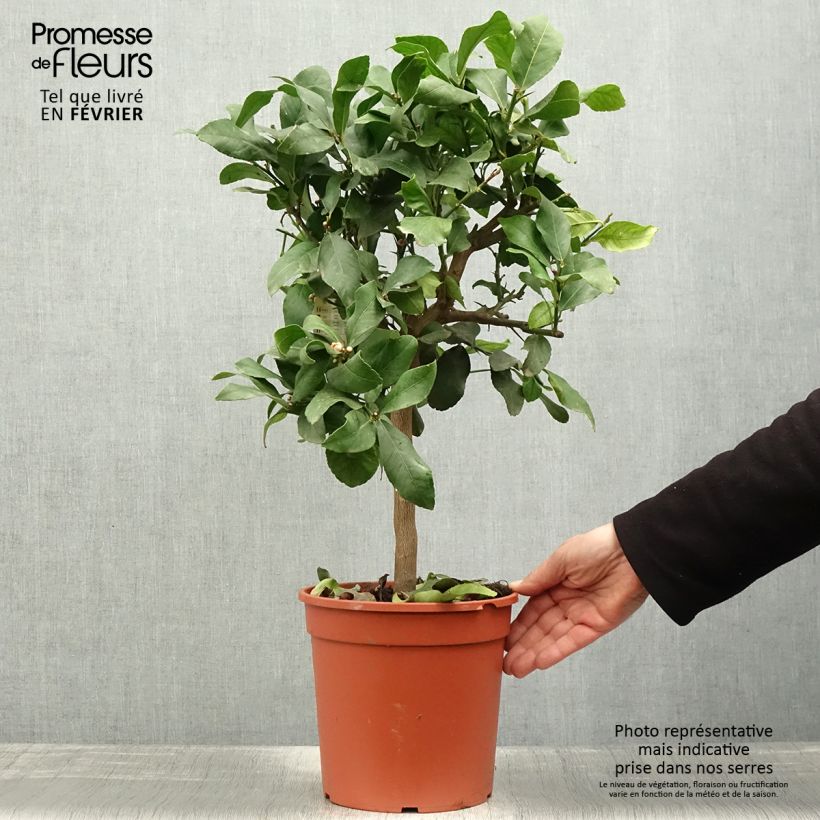 Citrus limon Femminello Incappucciato - Lemon Tree 4L/5L pot, Quarter standard sample as delivered in winter