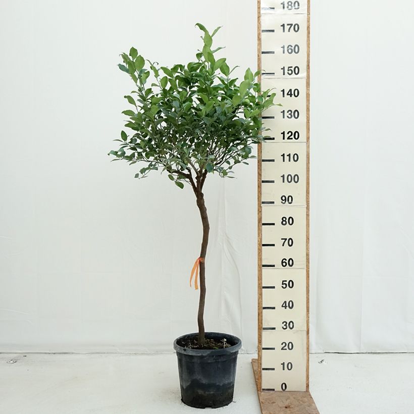 Citrus limetta Pursha - Sweet Lemon 18L/20L pot, Half standard sample as delivered in autumn