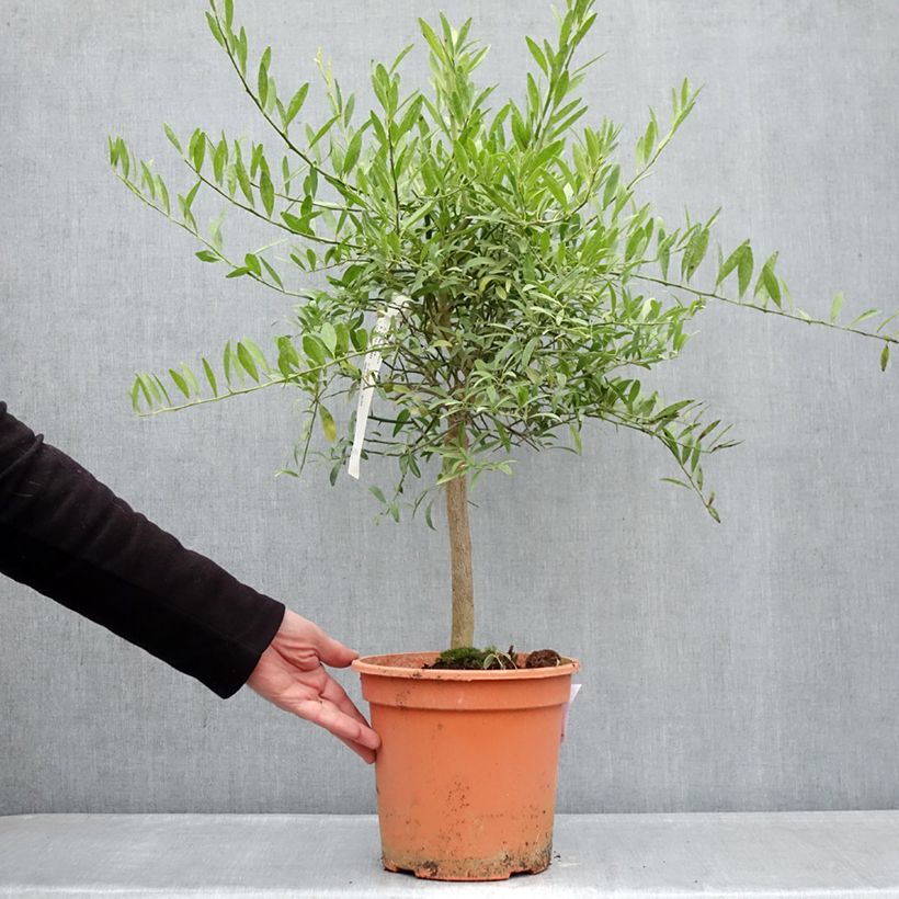 Citrus glauca - Desert lime 6L/7L pot, Quarter standard sample as delivered in winter