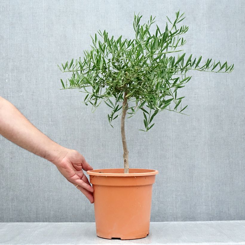 Citrus glauca - Desert lime 6L/7L pot, Quarter standard sample as delivered in summer