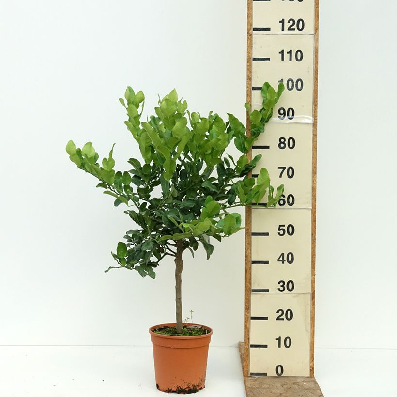 Ichang Papeda - Citrus ichangensis 4L/5L pot, Quarter standard sample as delivered in summer