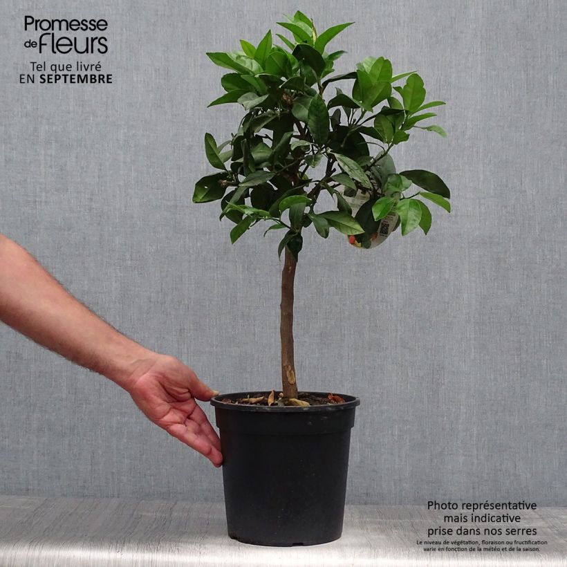 Citrus Pigmentata - Red Lemon 4L/5L pot, Quarter standard sample as delivered in autumn