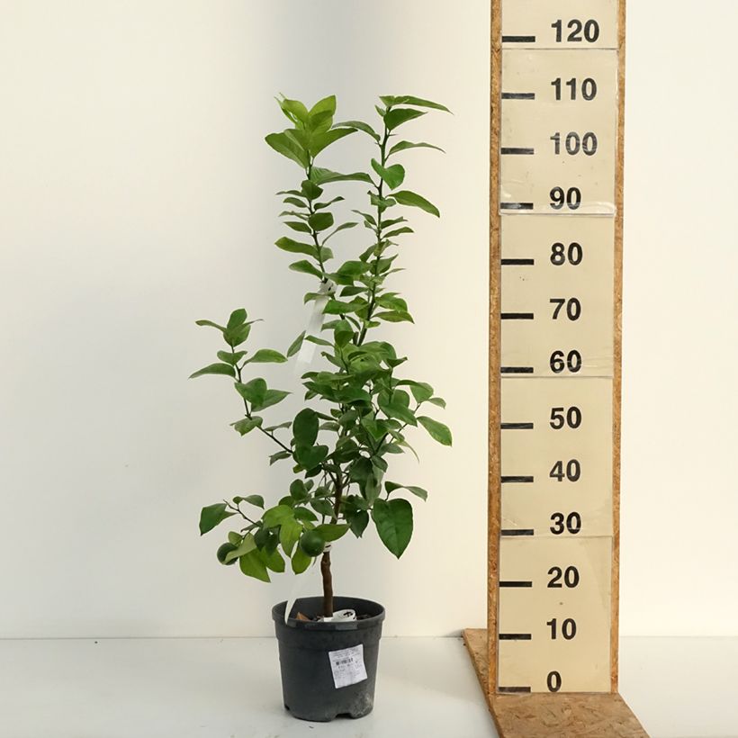 Rainbow Orange - Citrus x Doppio Sanguigno 4L/5L pot, Quarter standard sample as delivered in summer