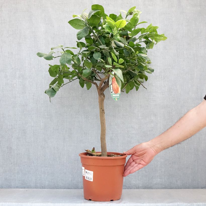 Rainbow Orange - Citrus x Doppio Sanguigno 4L/5L pot, Quarter standard sample as delivered in spring