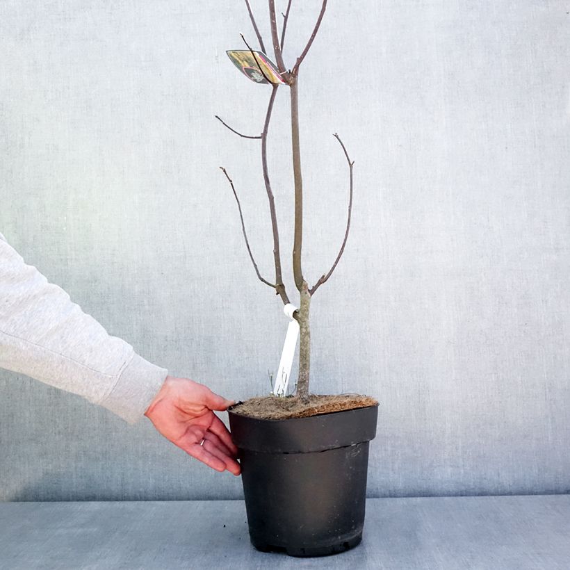 Cladrastis kentukea 6L/7L pot sample as delivered in spring