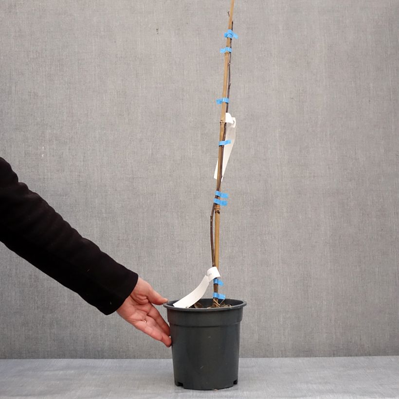 Cladrastis kentukea 3L/4L pot sample as delivered in winter