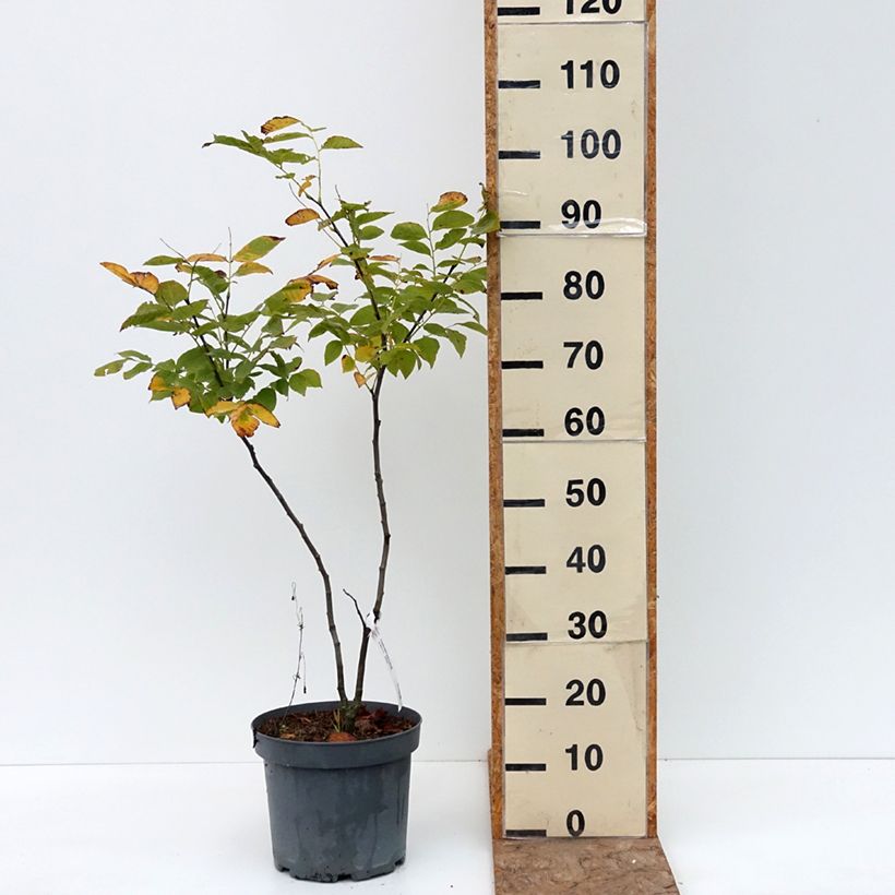 Cladrastis kentukea 6L/7L pot sample as delivered in summer