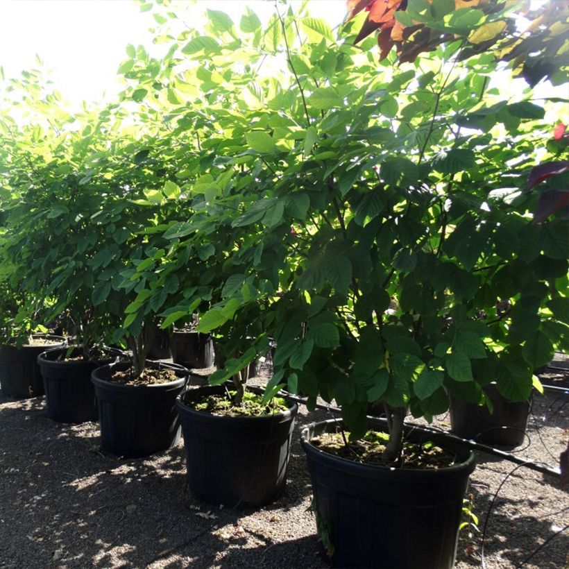 Cladrastis kentukea 80L/90L pot sample as delivered in spring