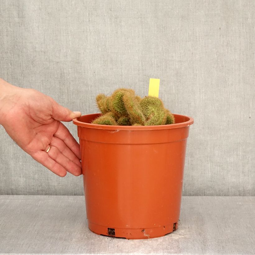 Cleistocactus winteri f. cristata - Golden rat tail cactus 4L/5L pot sample as delivered in spring