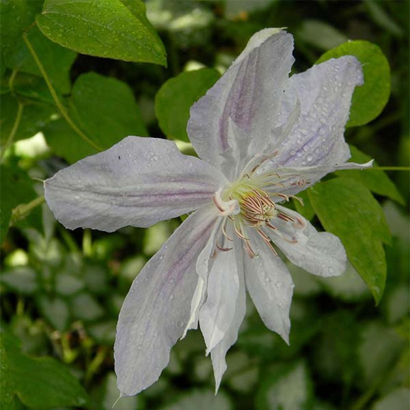 Clematis jackmanii Alba (Flowering)