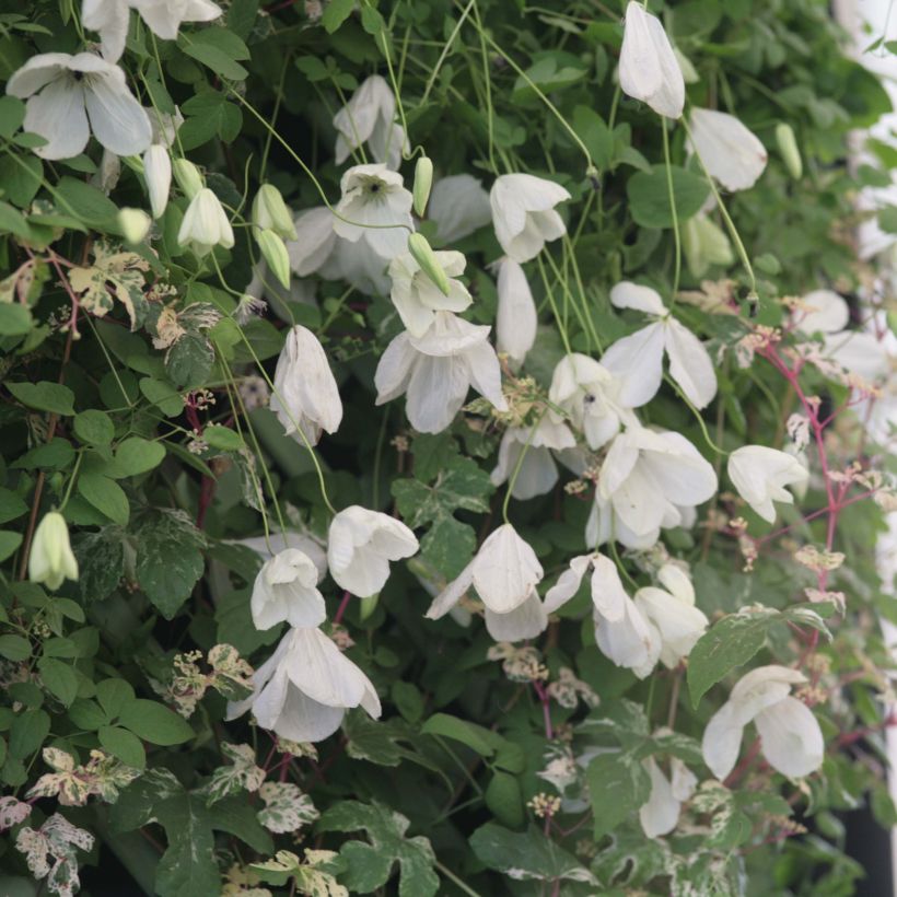 Clematis Maria Cornelia (Flowering)