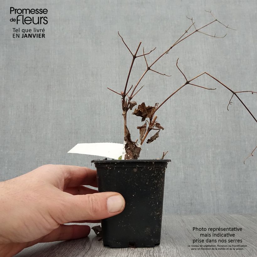 Clematis Blekitny Aniol 8/9 cm pot sample as delivered in winter