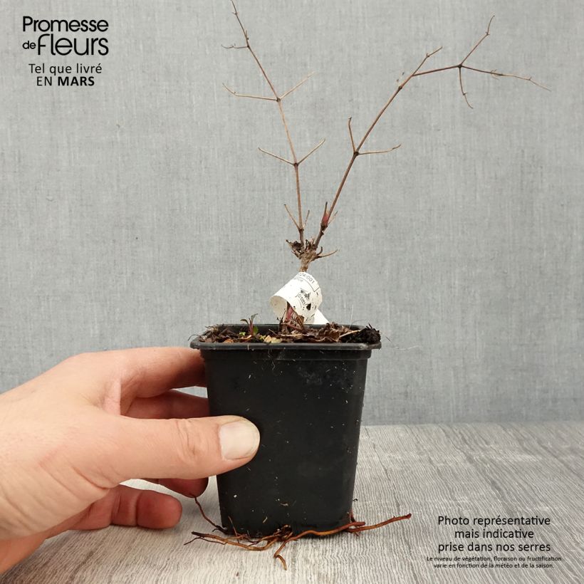 Clematis Blekitny Aniol 8/9 cm pot sample as delivered in spring