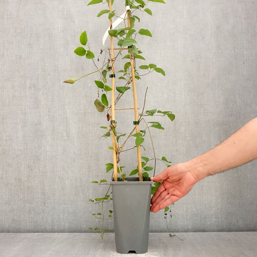 Clematis patens Abilène - Early Large-flowered Clematis 2L/3L pot sample as delivered in spring