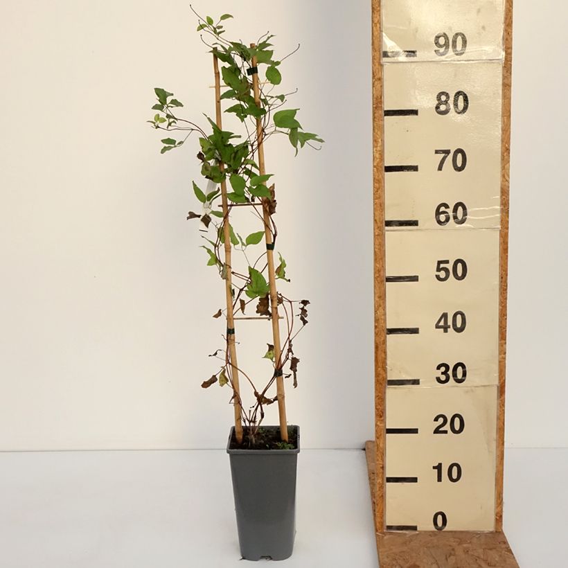 Clematis patens Anna Louise™ Evithree 3L/4L pot sample as delivered in autumn