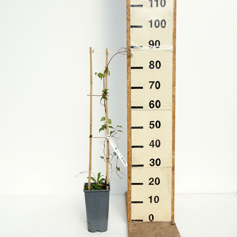 Clematis patens Anna Louise™ Evithree 3L/4L pot sample as delivered in spring